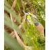 Foarfeca medie gradina tip bypass cu lame otel carbon, Spear  Jackson Kew Garden